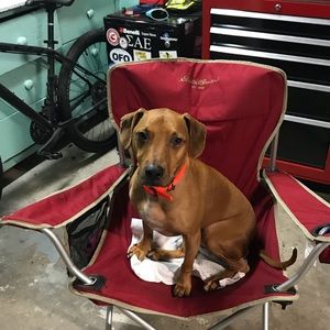 Meet your Posher, Beau